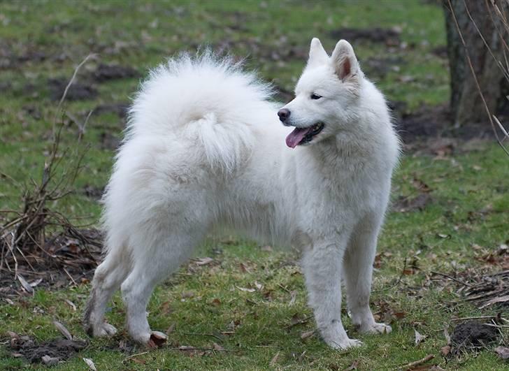 Samojedhund Audi  billede 6