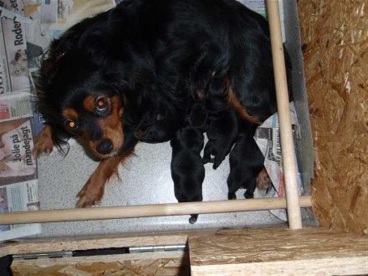 Cavalier king charles spaniel Ziggi billede 10