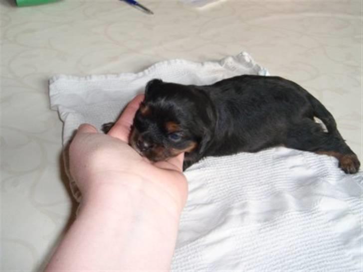 Cavalier king charles spaniel Ziggi billede 11