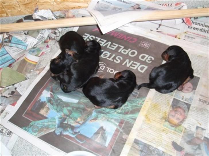 Cavalier king charles spaniel Ziggi billede 12