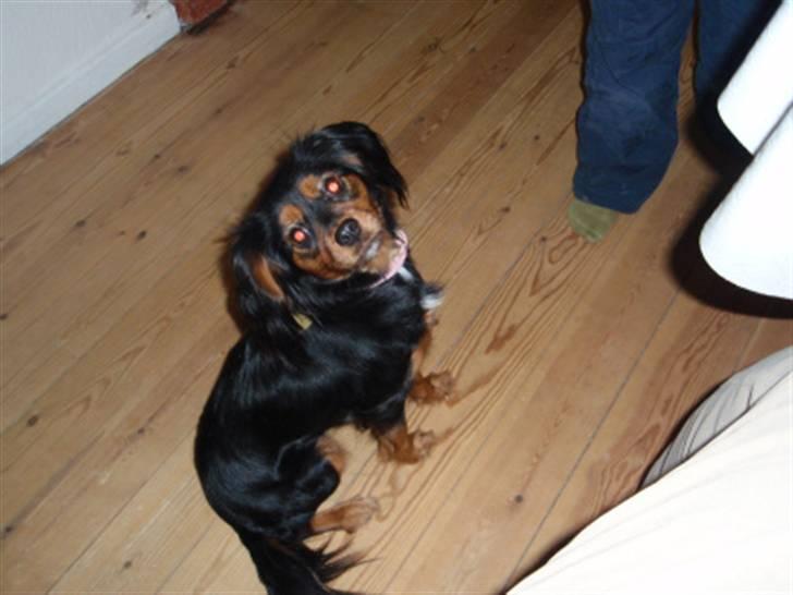Cavalier king charles spaniel Ziggi - Hendes mor  billede 13