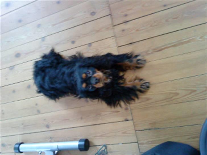 Cavalier king charles spaniel Ziggi - Ziggi far Buster  billede 14