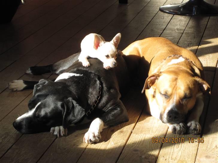 Chihuahua -.::.PaYa.::. billede 12