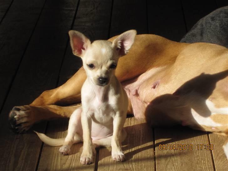 Chihuahua -.::.PaYa.::. billede 13