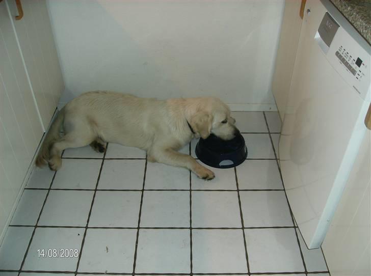 Golden retriever Ramus - Så dovn kan man altså blive<3 billede 6