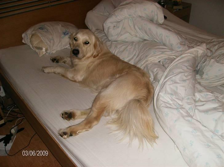 Golden retriever Ramus billede 7