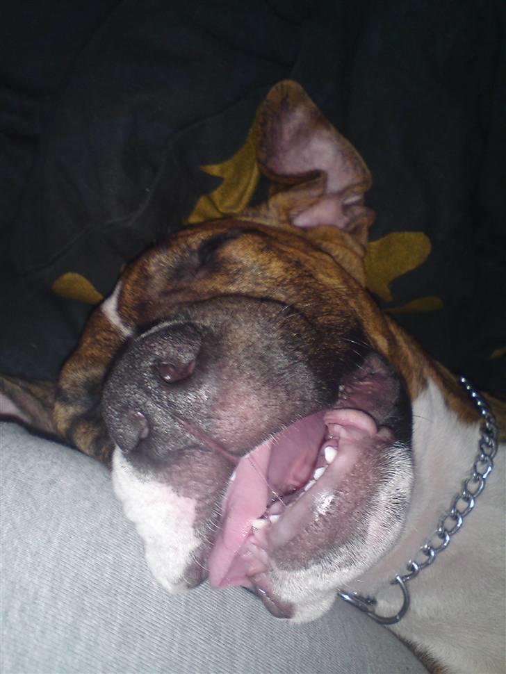 Amerikansk staffordshire terrier Tripper Himmelhund billede 11