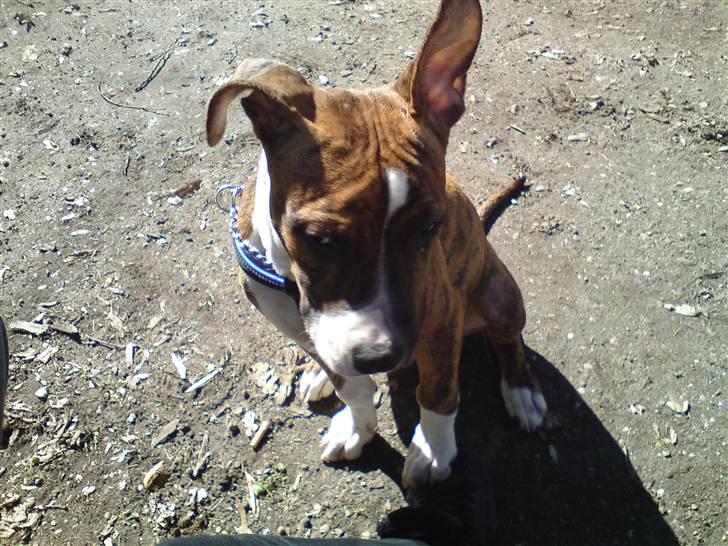 Amerikansk staffordshire terrier Tripper Himmelhund billede 12