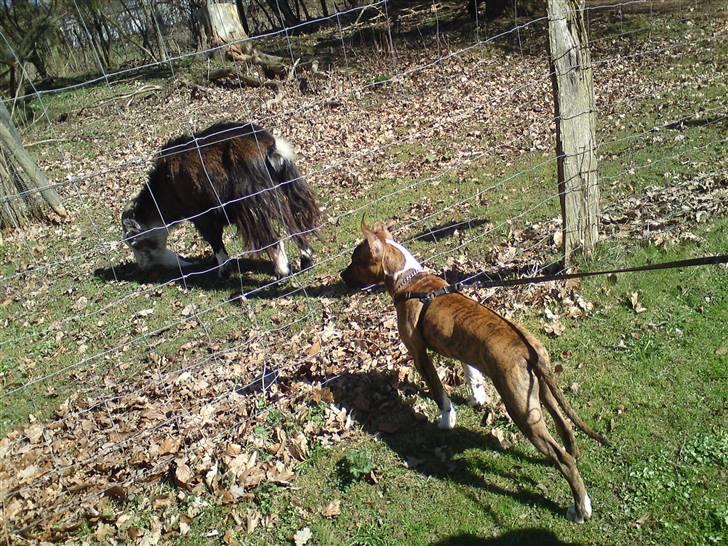 Amerikansk staffordshire terrier Tripper Himmelhund billede 13