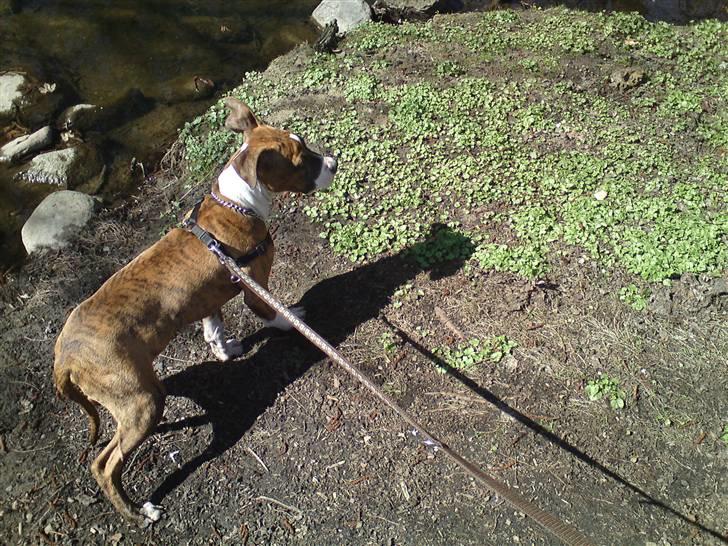 Amerikansk staffordshire terrier Tripper Himmelhund billede 14