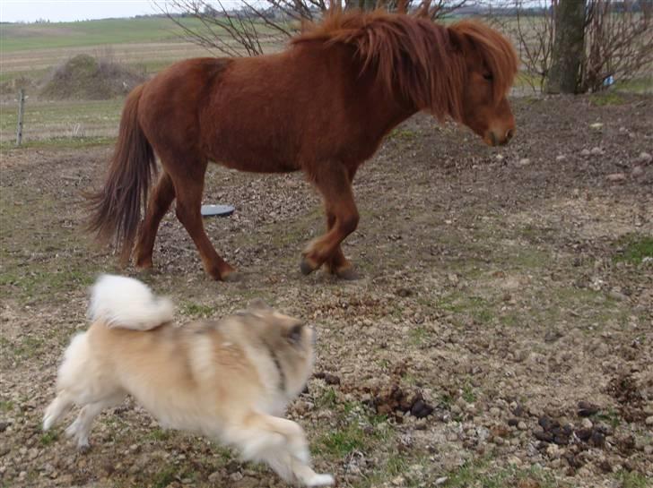 Islandsk fårehund Loki - Loki jager med Eistla. billede 15