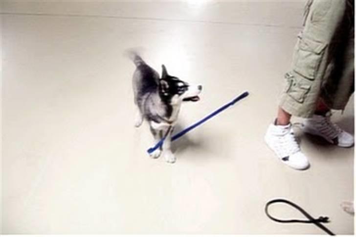 Siberian husky Taephung billede 4