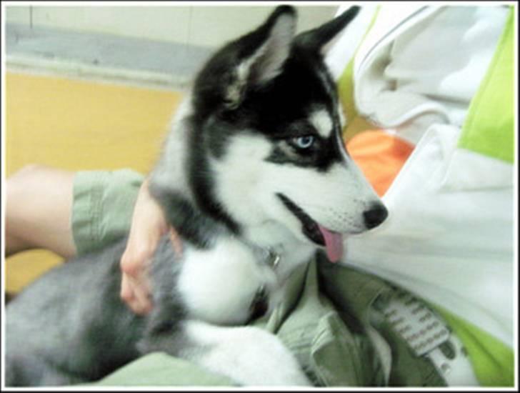 Siberian husky Taephung billede 5