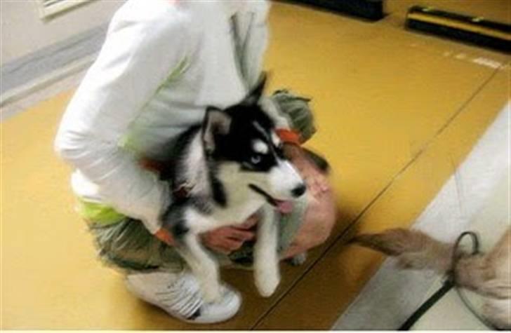 Siberian husky Taephung billede 6