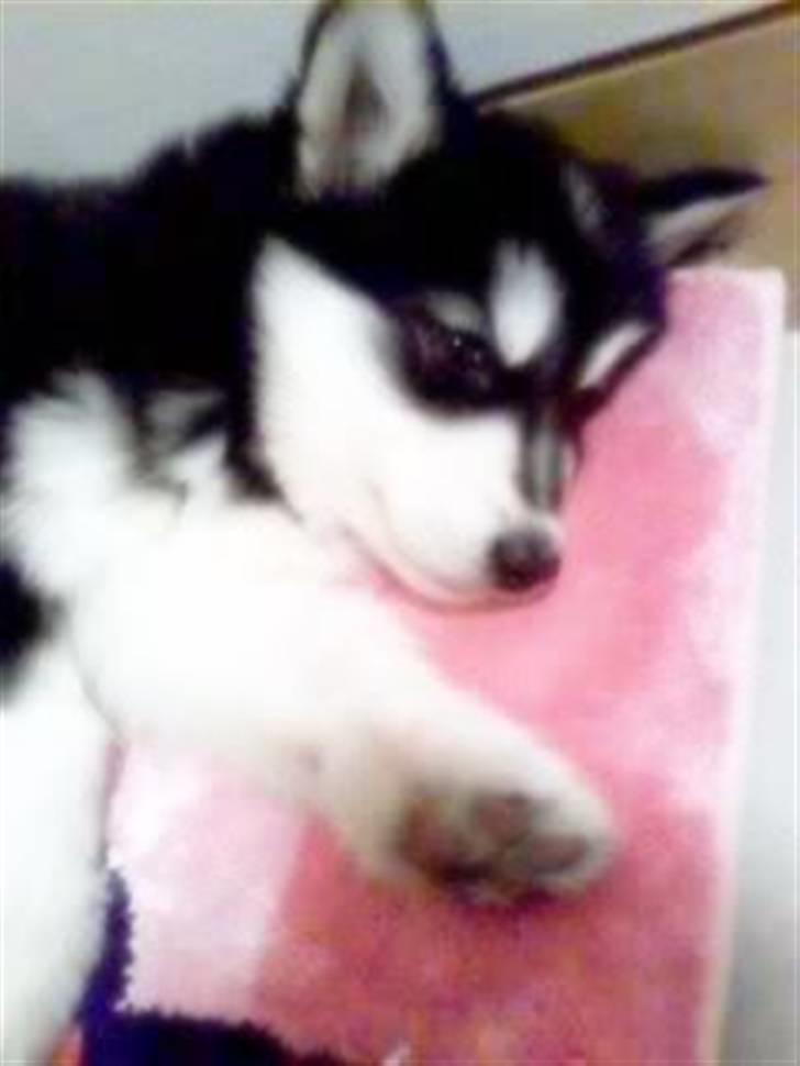 Siberian husky Taephung billede 7