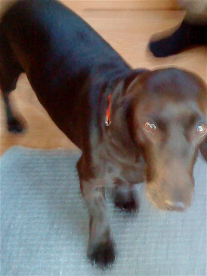 Blanding af racer Molly<3 R.I.P billede 2
