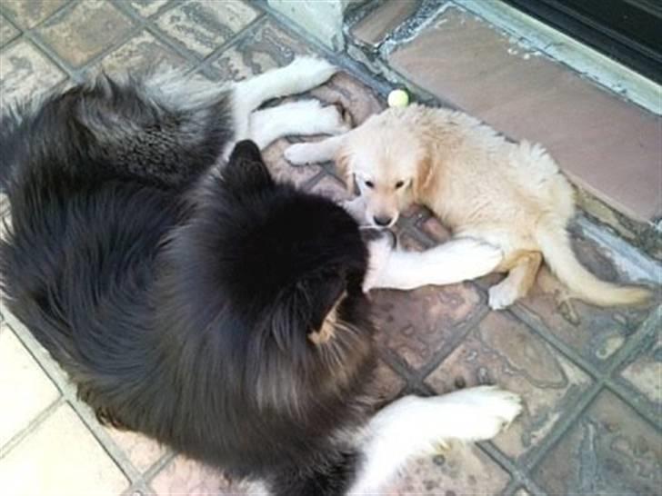 Golden retriever Hoki billede 6