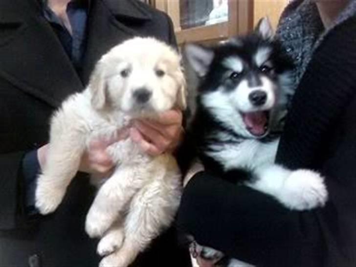 Golden retriever Hoki billede 7