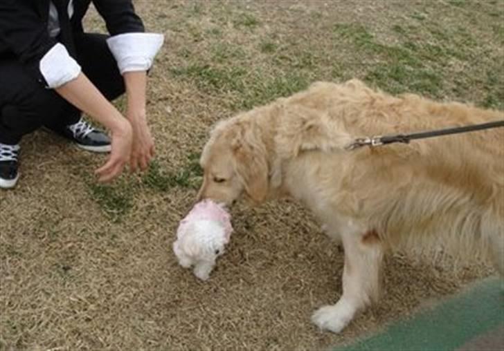 Golden retriever Hoki billede 8