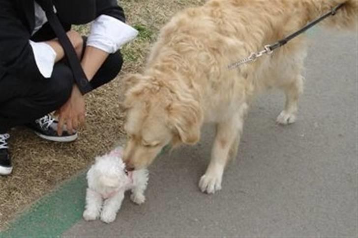 Golden retriever Hoki billede 9