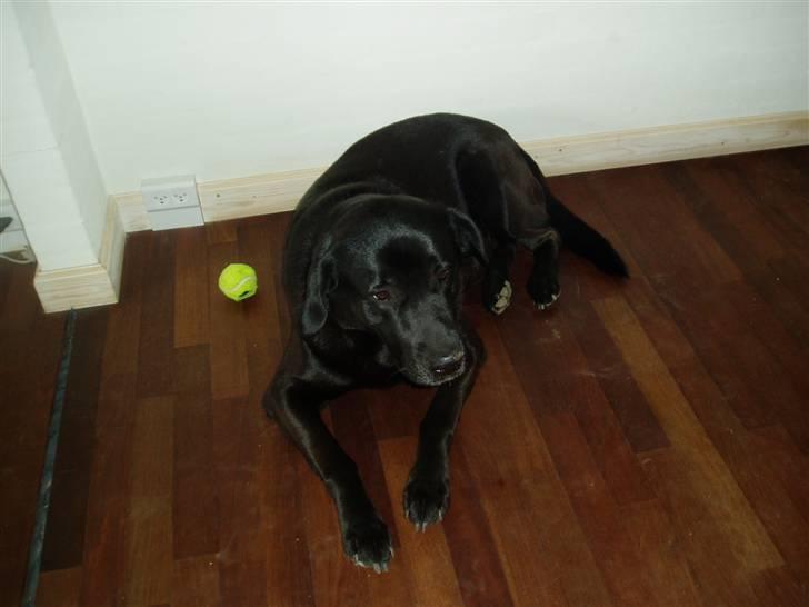 Labrador retriever LABAN (*aflivet*) 2010. billede 2