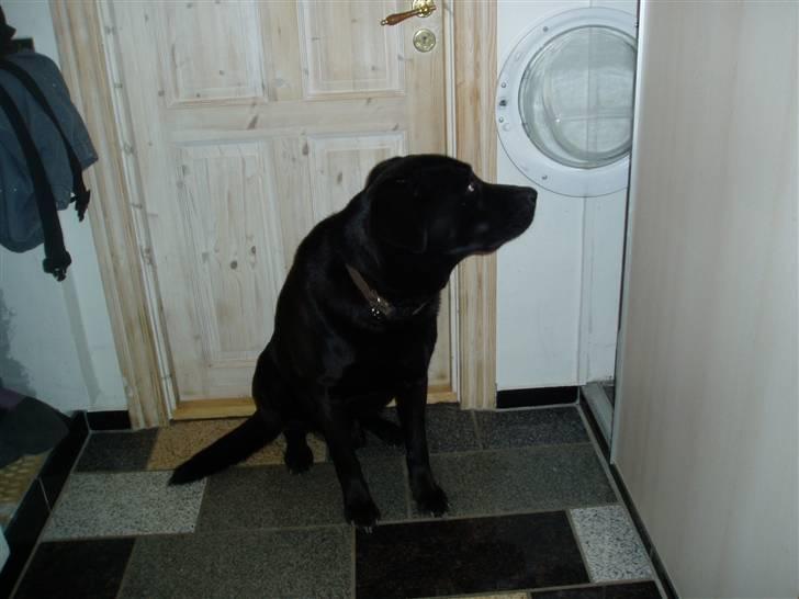 Labrador retriever LABAN (*aflivet*) 2010. billede 3