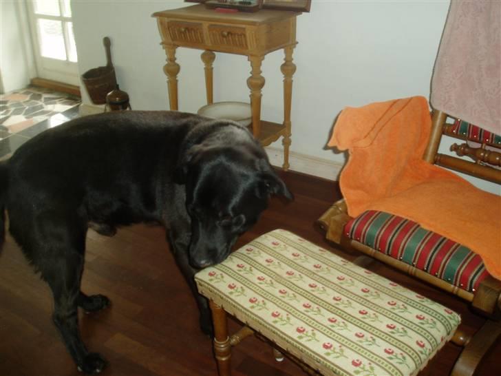 Labrador retriever LABAN (*aflivet*) 2010. billede 4