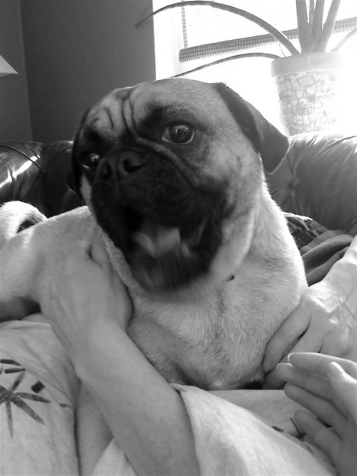 Blanding af racer Thor Mops/Engelsk Bulldog billede 15