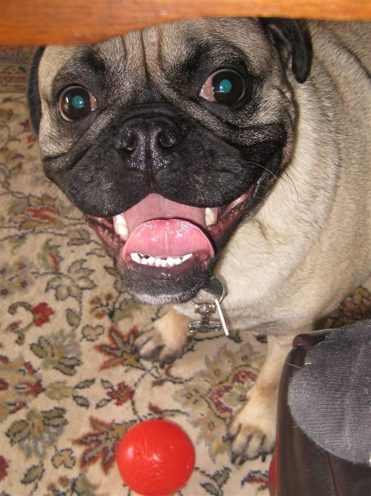 Blanding af racer Thor Mops/Engelsk Bulldog billede 16