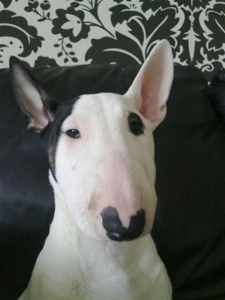 Bullterrier Chili billede 1