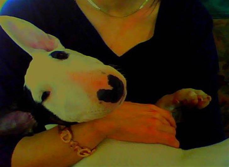 Bullterrier Chili billede 2