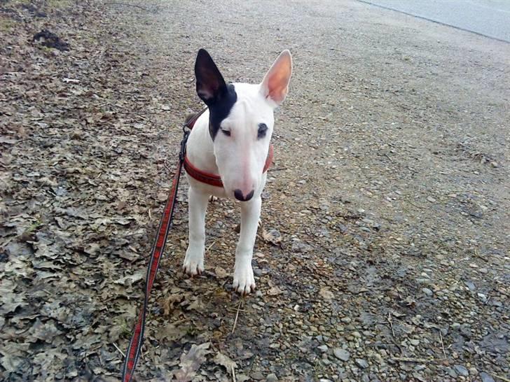 Bullterrier Chili billede 3