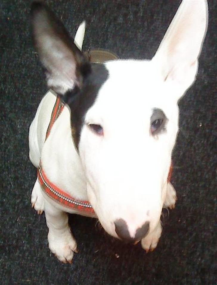 Bullterrier Chili billede 4