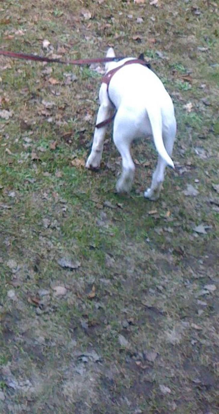 Bullterrier Chili billede 5