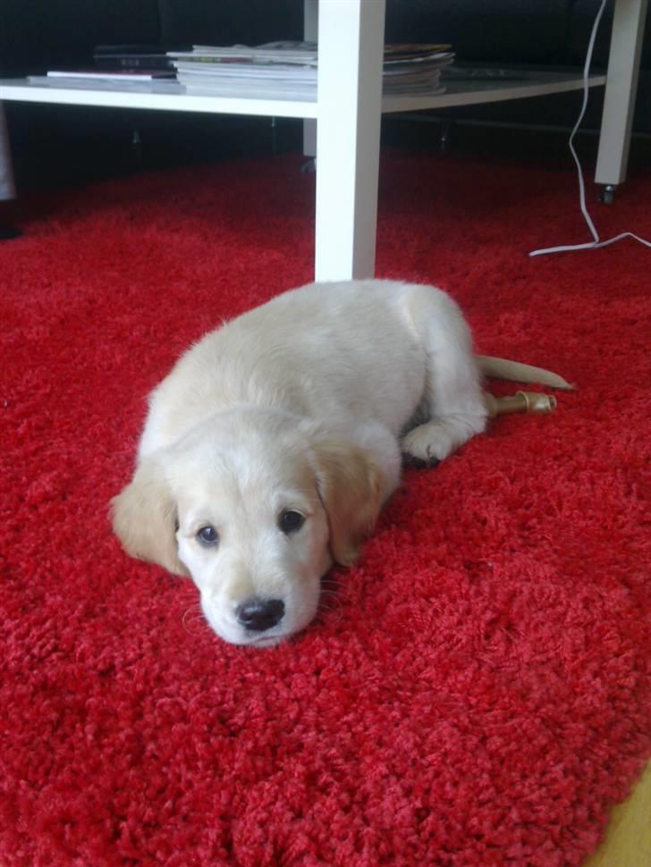 Golden retriever Nelli billede 1