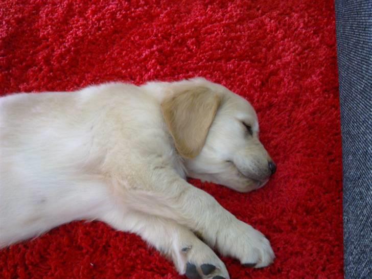 Golden retriever Nelli billede 2