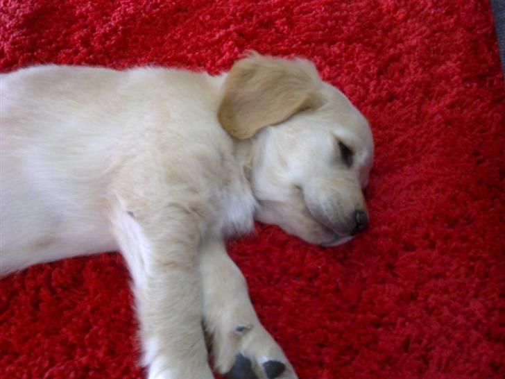 Golden retriever Nelli billede 3