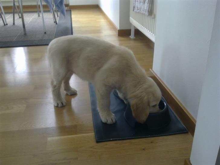 Golden retriever Nelli billede 4