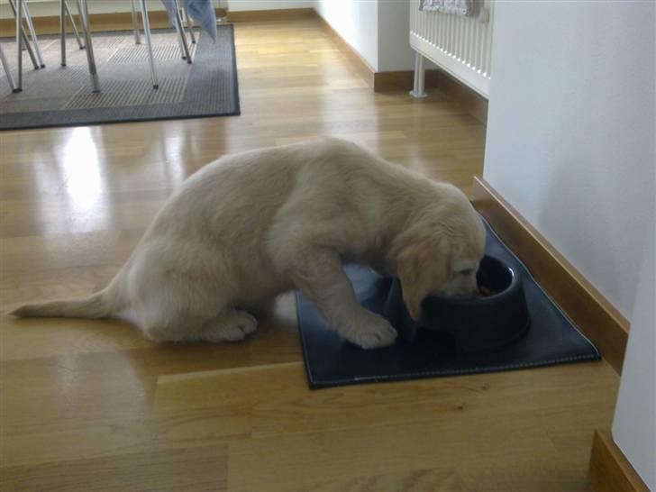 Golden retriever Nelli billede 5