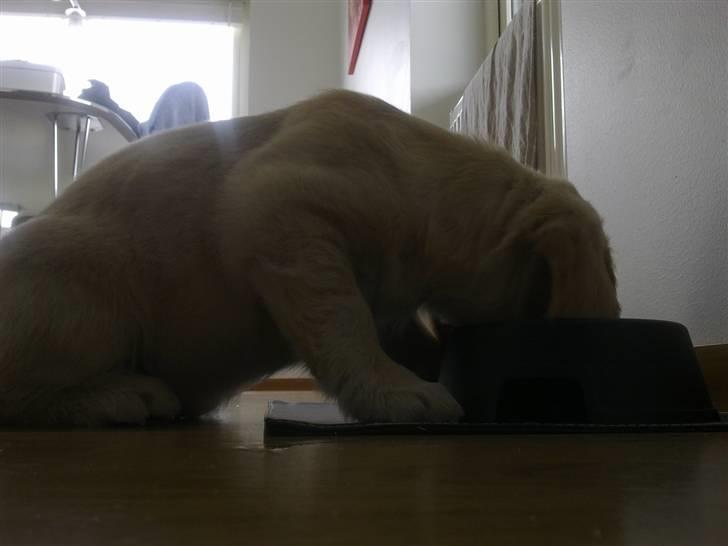 Golden retriever Nelli billede 6