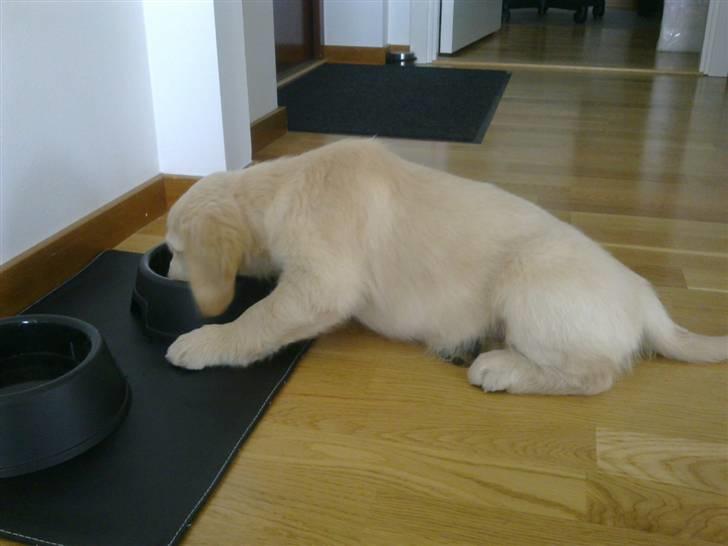 Golden retriever Nelli billede 7