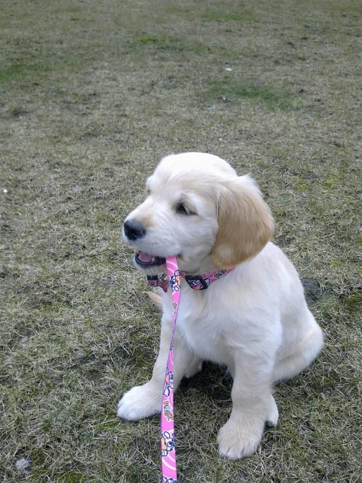 Golden retriever Nelli billede 8