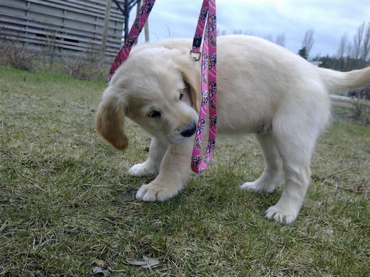 Golden retriever Nelli billede 9