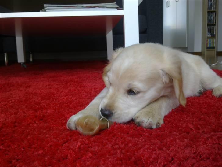 Golden retriever Nelli billede 10