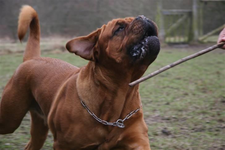 Dogue de bordeaux Zeus billede 18