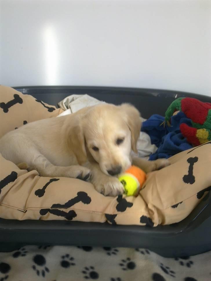 Golden retriever Nelli billede 11