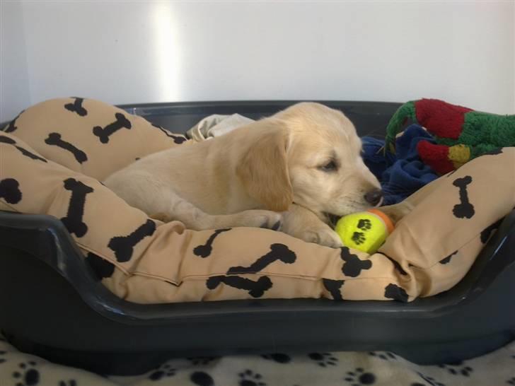 Golden retriever Nelli billede 12