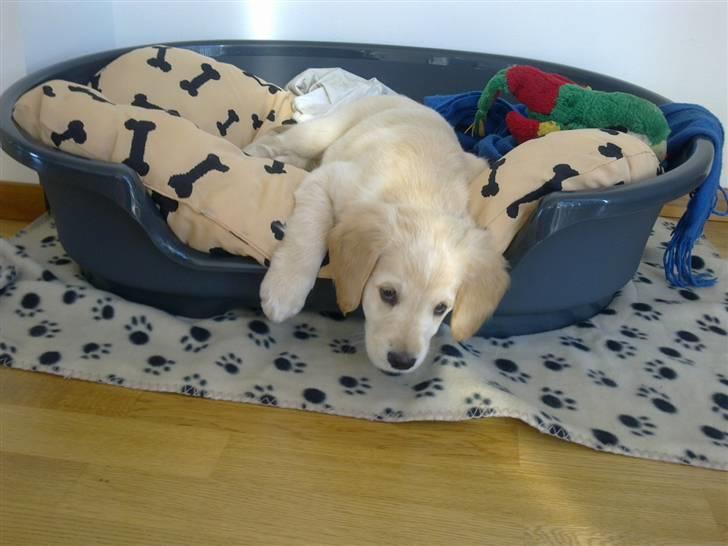 Golden retriever Nelli billede 13