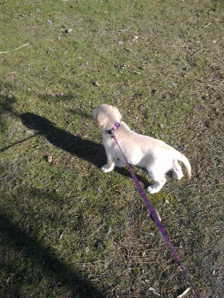 Golden retriever Nelli billede 14