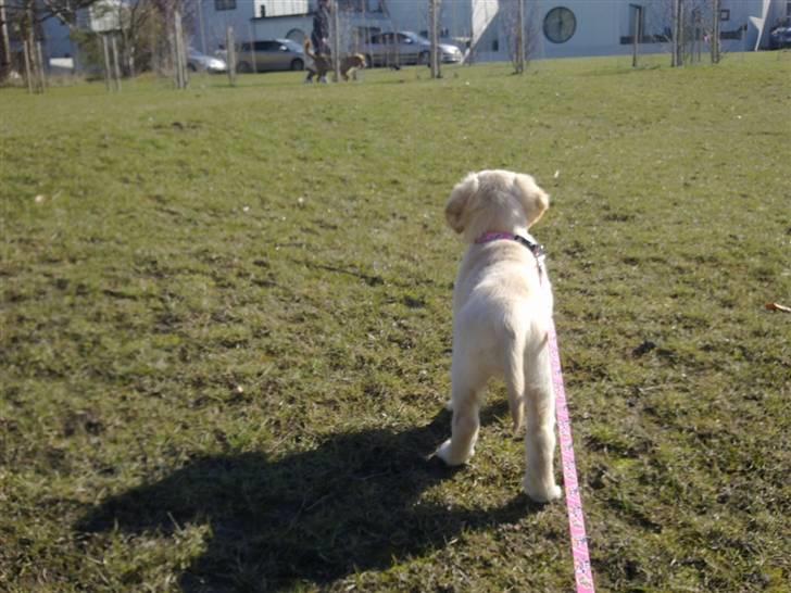 Golden retriever Nelli billede 15